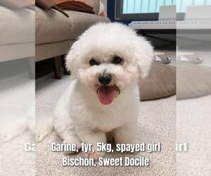 Bichon Frise Dogs for adoption in Agoura Hills, CA, USA