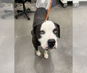 Mutt Dogs for adoption in Forestville, MD, USA