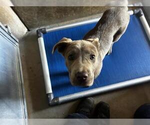American Pit Bull Terrier Dogs for adoption in Chula Vista, CA, USA