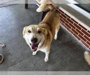 Siberian Husky-Unknown Mix Dogs for adoption in Grand Prairie, TX, USA