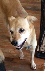 Medium Photo #1 Labrador Retriever-Unknown Mix Puppy For Sale in Chantilly, VA, USA