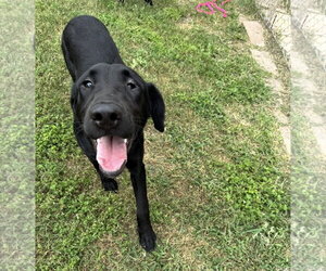 Mutt Dogs for adoption in Houston, TX, USA