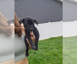 Labrador Retriever-Unknown Mix Dogs for adoption in MIDWAY, UT, USA