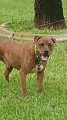 American Staffordshire Terrier Dogs for adoption in Tampa , FL, USA