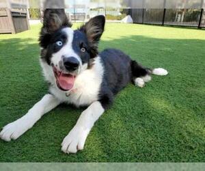 Border Collie Dogs for adoption in Santa Clara, CA, USA