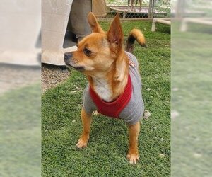 Chihuahua-Unknown Mix Dogs for adoption in Ventura, CA, USA