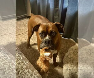 Boxer Dogs for adoption in Dumont, NJ, USA