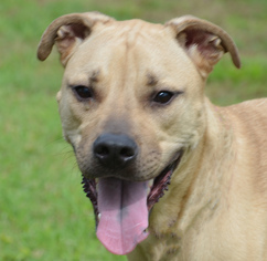 Black Mouth Cur Dogs for adoption in Englewood, FL, USA
