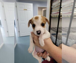 American Pit Bull Terrier-Unknown Mix Dogs for adoption in Linton, IN, USA