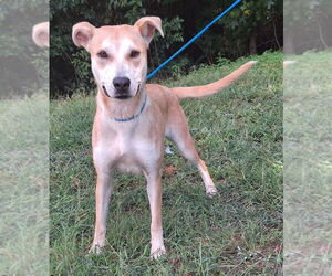 Labrador Retriever-Unknown Mix Dogs for adoption in Wetumpka, AL, USA