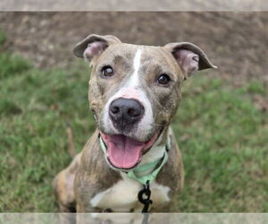 American Pit Bull Terrier-Unknown Mix Dogs for adoption in Millersville, MD, USA