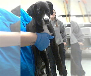 Labrador Retriever Dogs for adoption in Fayetteville, NC, USA