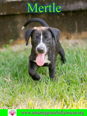 Pointer-Unknown Mix Dogs for adoption in Pensacola, FL, USA