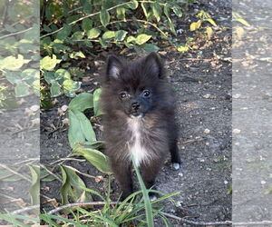 Pomeranian Dogs for adoption in Wheaton, IL, USA