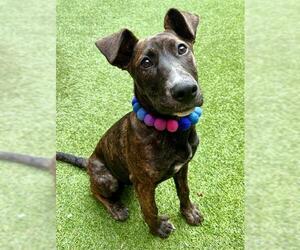 Mutt Dogs for adoption in San Francisco, CA, USA