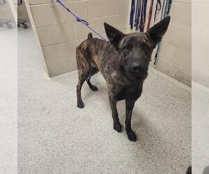 Dutch Shepherd -Unknown Mix Dogs for adoption in Conroe, TX, USA