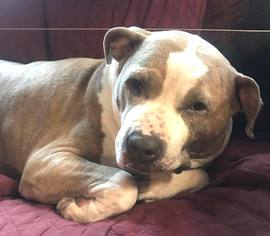 American Staffordshire Terrier-Unknown Mix Dogs for adoption in Whitestone, NY, USA