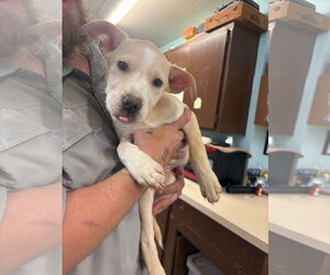 Labrador Retriever-Unknown Mix Dogs for adoption in Amarillo, TX, USA