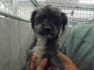 Shih Tzu Dogs for adoption in Oroville, CA, USA