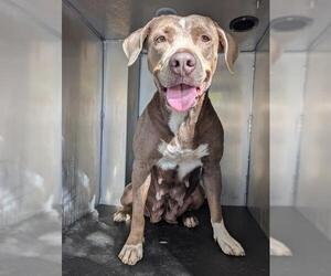 American Staffordshire Terrier-Unknown Mix Dogs for adoption in San Antonio, TX, USA