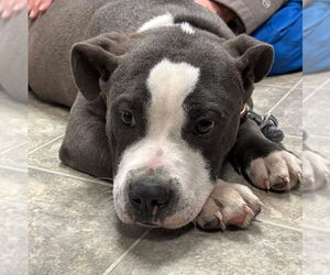 American Pit Bull Terrier Dogs for adoption in Rustburg, VA, USA
