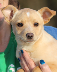Chi-Corgi Dogs for adoption in Eureka Springs, AR, USA