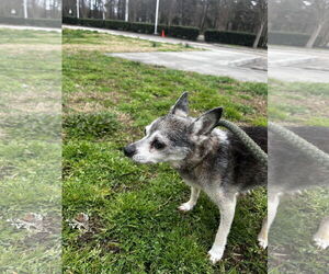 Chihuahua Dogs for adoption in Virginia Beach, VA, USA