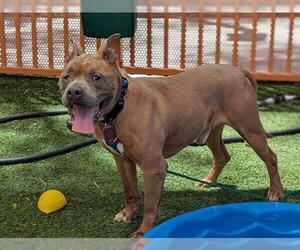 Staffordshire Bull Terrier-Unknown Mix Dogs for adoption in Las Vegas, NV, USA