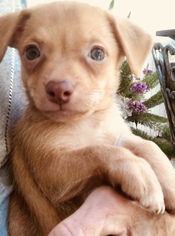 Mutt Dogs for adoption in Santa Clarita, CA, USA