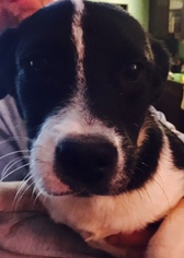 Border Collie-Unknown Mix Dogs for adoption in Christiana, TN, USA