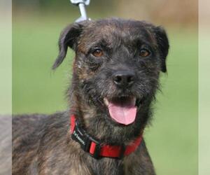 Mutt Dogs for adoption in North Fort Myers, FL, USA