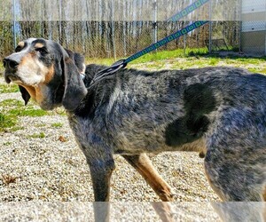 Bluetick Coonhound Dogs for adoption in Lake City, MI, USA