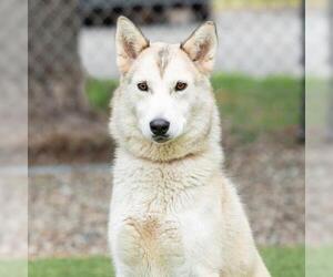 Siberian Husky Dogs for adoption in Camarillo, CA, USA