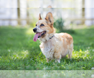 Pembroke Welsh Corgi Dogs for adoption in Landenberg, PA, USA