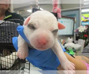 Mutt Dogs for adoption in Oklahoma City, OK, USA