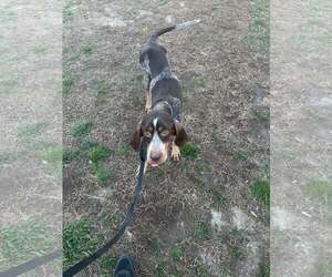 Coonhound Dogs for adoption in Holly Springs, NC, USA