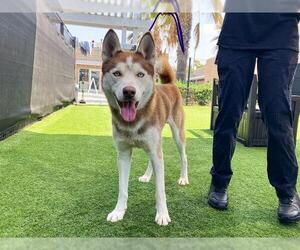 Siberian Husky Dogs for adoption in Orange, CA, USA