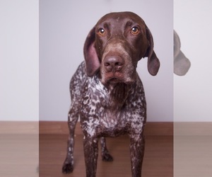 German Shorthaired Pointer Dogs for adoption in Eden Prairie, MN, USA