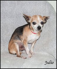 Chihuahua Dogs for adoption in Ada, OK, USA