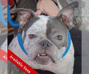 Free-Lance Bulldog Dogs for adoption in Huntley, IL, USA