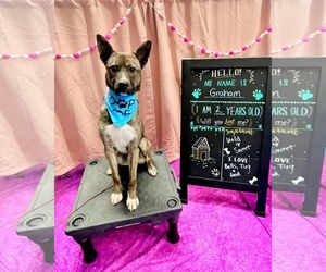 Boxer-Unknown Mix Dogs for adoption in Darlington, MD, USA