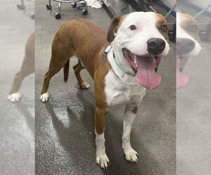 Labrador Retriever-Unknown Mix Dogs for adoption in Forestville, MD, USA