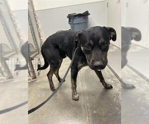 Black Mouth Cur-Labrador Retriever Mix Dogs for adoption in Rosenberg, TX, USA