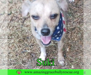 Chihuahua-Unknown Mix Dogs for adoption in Pensacola, FL, USA