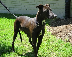 American Staffordshire Terrier-Unknown Mix Dogs for adoption in Dallas, TX, USA
