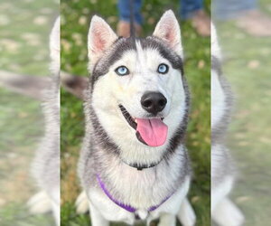 Mutt Dogs for adoption in Matawan, NJ, USA