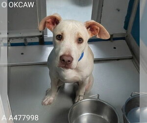 Mutt Dogs for adoption in Oklahoma City, OK, USA