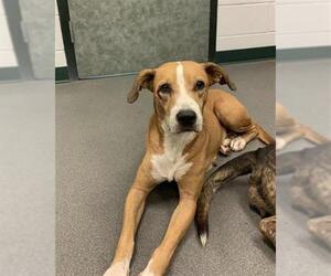 Beagle-Unknown Mix Dogs for adoption in Corpus Christi, TX, USA