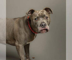Mutt Dogs for adoption in Rowlett, TX, USA