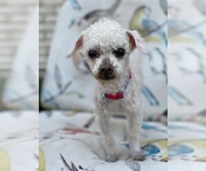 Poodle (Toy) Dogs for adoption in Garland, TX, USA
